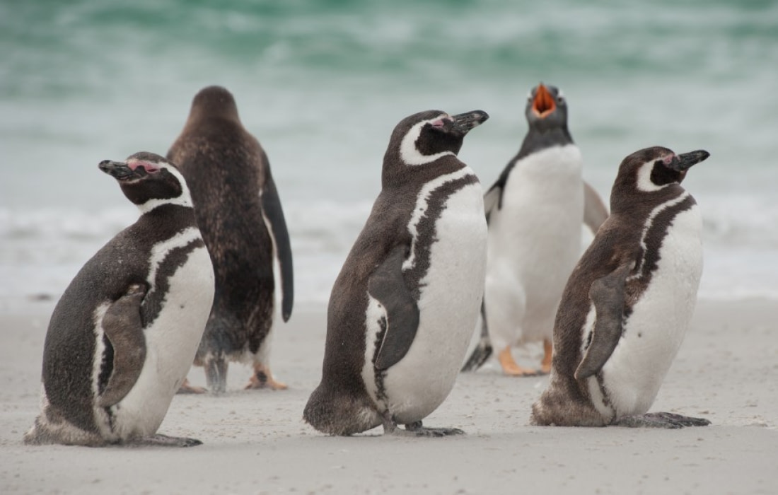 tourist spots in antarctica