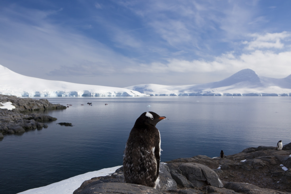 are small cruise ships better for the environment