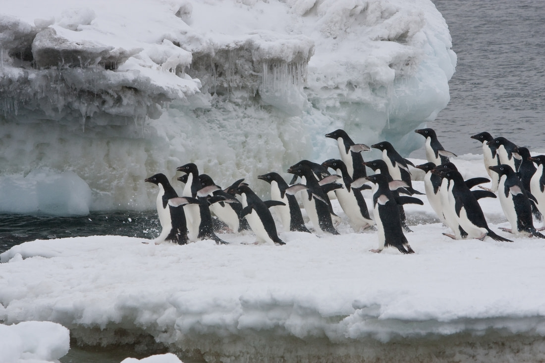 trips to see penguins in antarctica