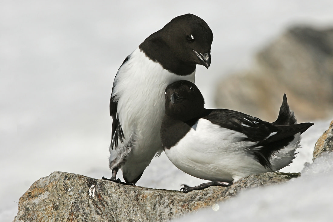 Seabirds may find food at sea by flying in a kilometers-wide arc