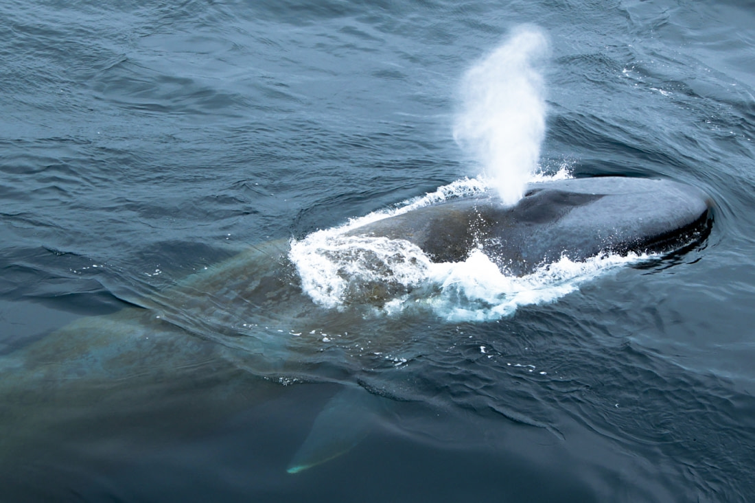 Blue Whale | Facts, pictures &amp; more about Blue Whale