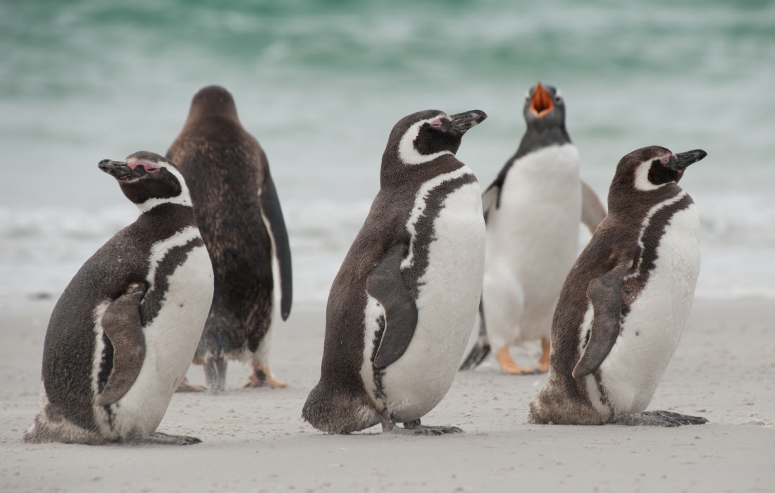 trips to see penguins in antarctica