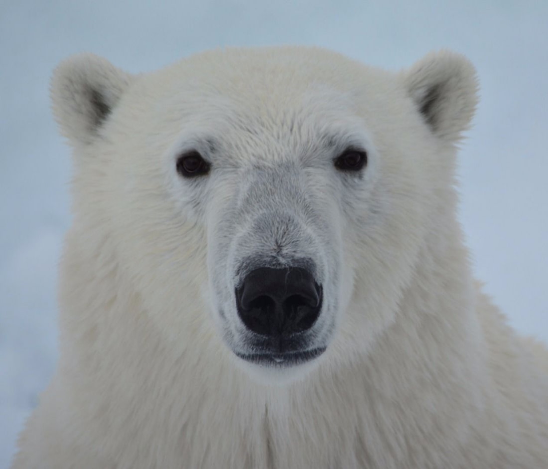 Surprising Polar Bear Facts About the King of the Arctic