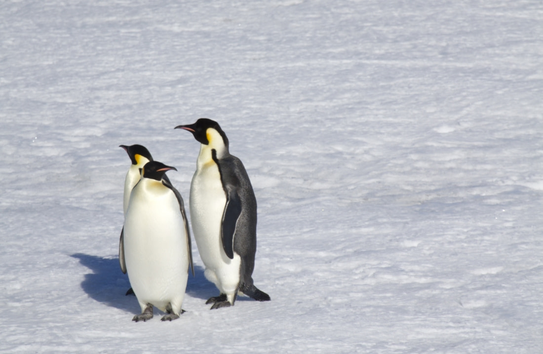 trips to see penguins in antarctica