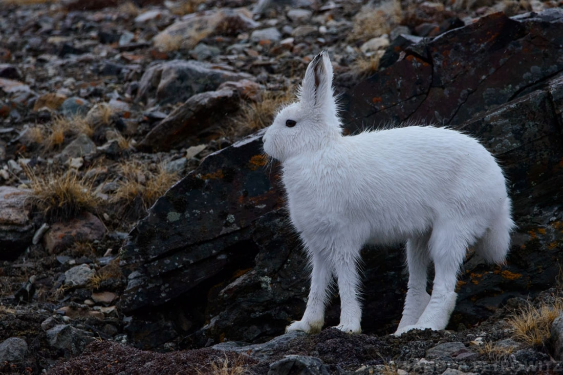 Wildlife in Greenland | Oceanwide Expeditions