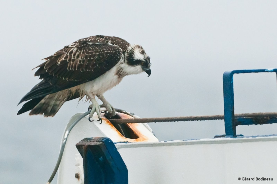 Wildlife in Greenland: Fish