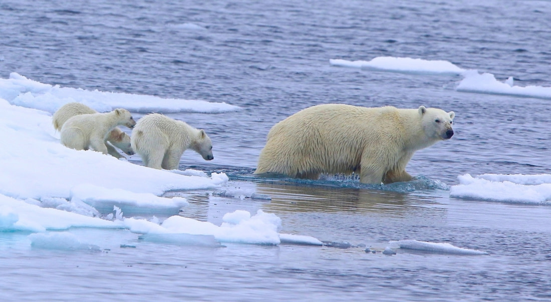 polar bear on cruise ship