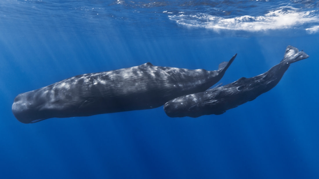 antarctic blue whales