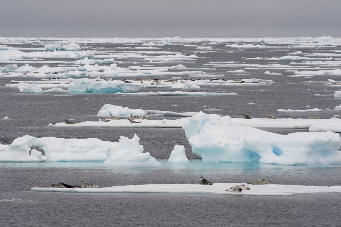 Bear and Harp Seal trivia Jeopardy Template