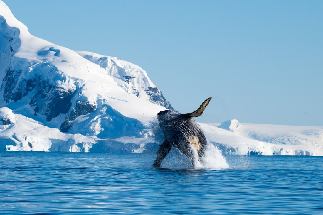 Ballenas jorobadas en el océano