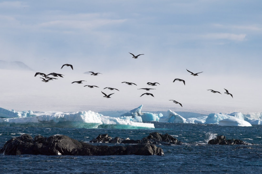 Cormorant Facts, pictures & more about Cormorant