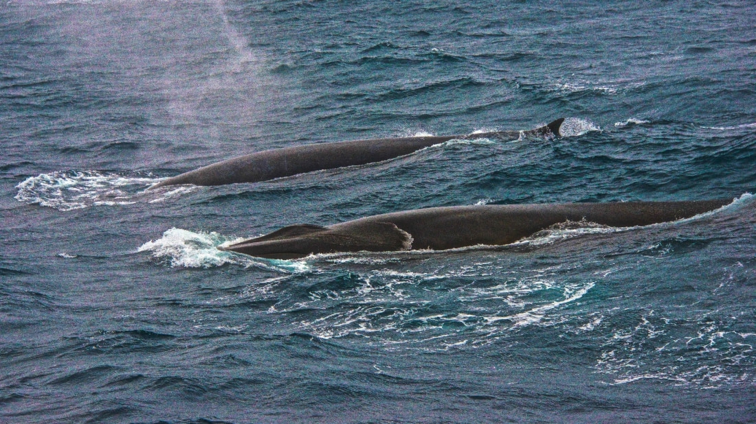 fin whale size