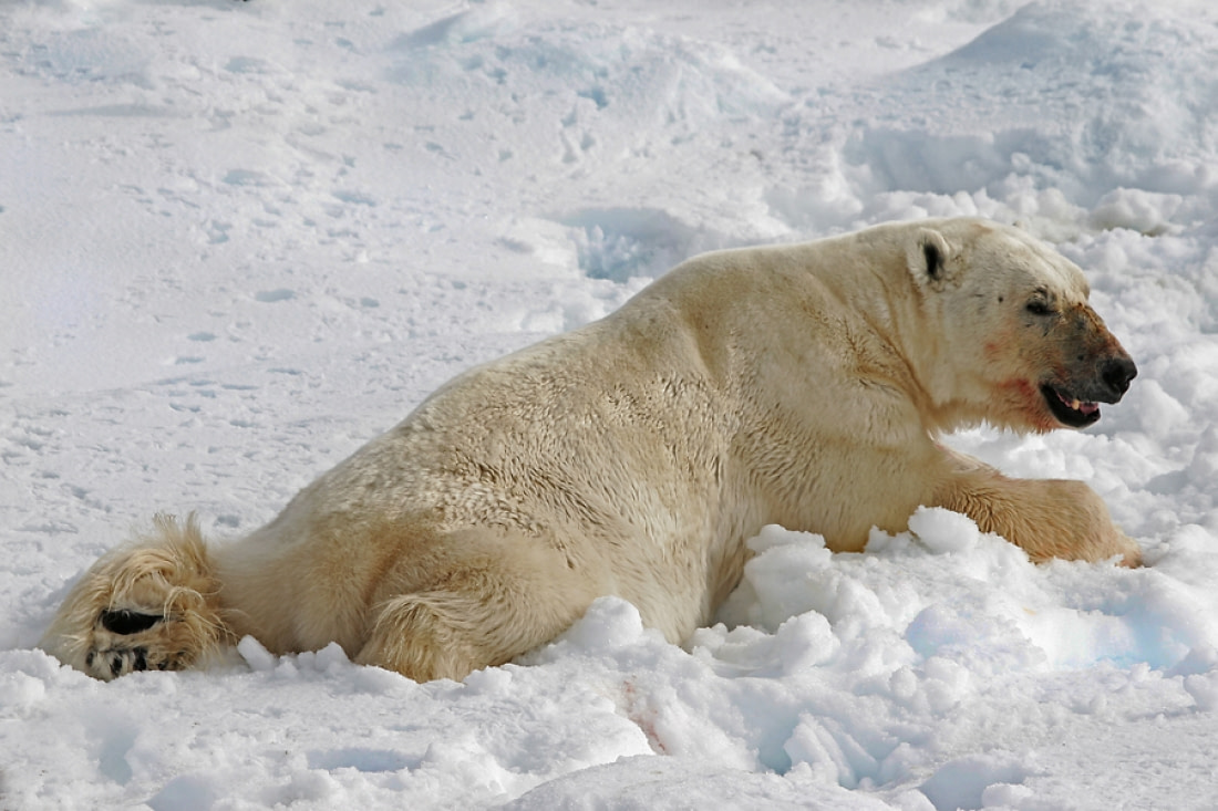 what do polar bears look like