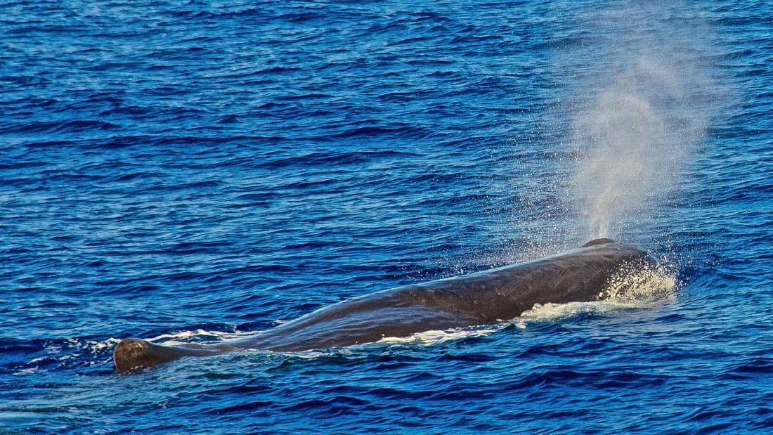 sperm whale travel