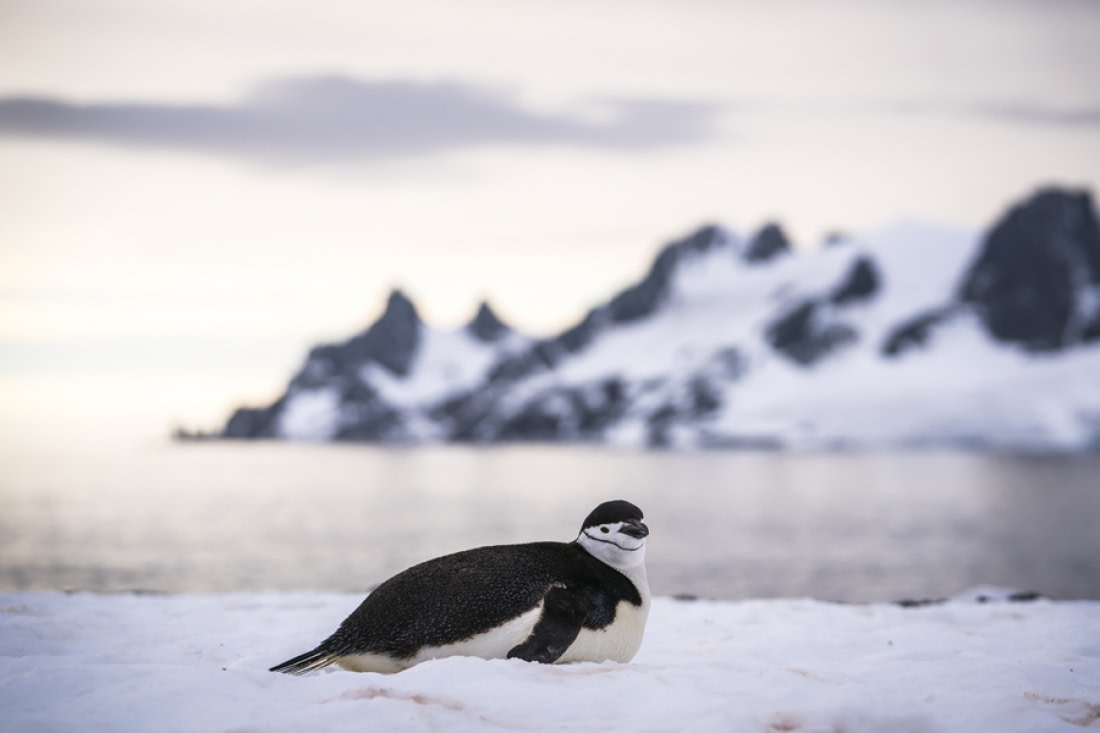 antarctica cruise pictures