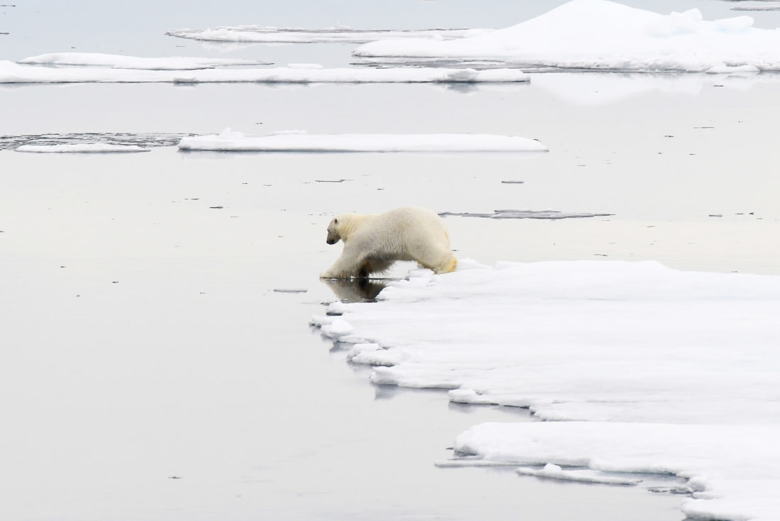 polar bear on cruise ship