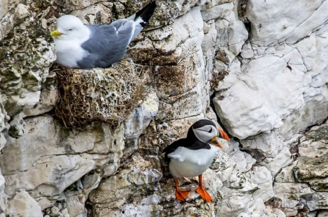 Puffins: Clown Birds of the Atlantic