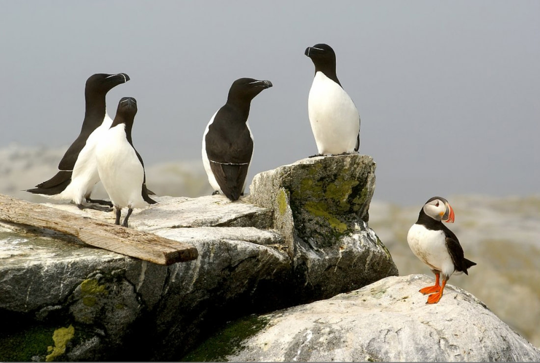 Puffins: Clown Birds of the Atlantic