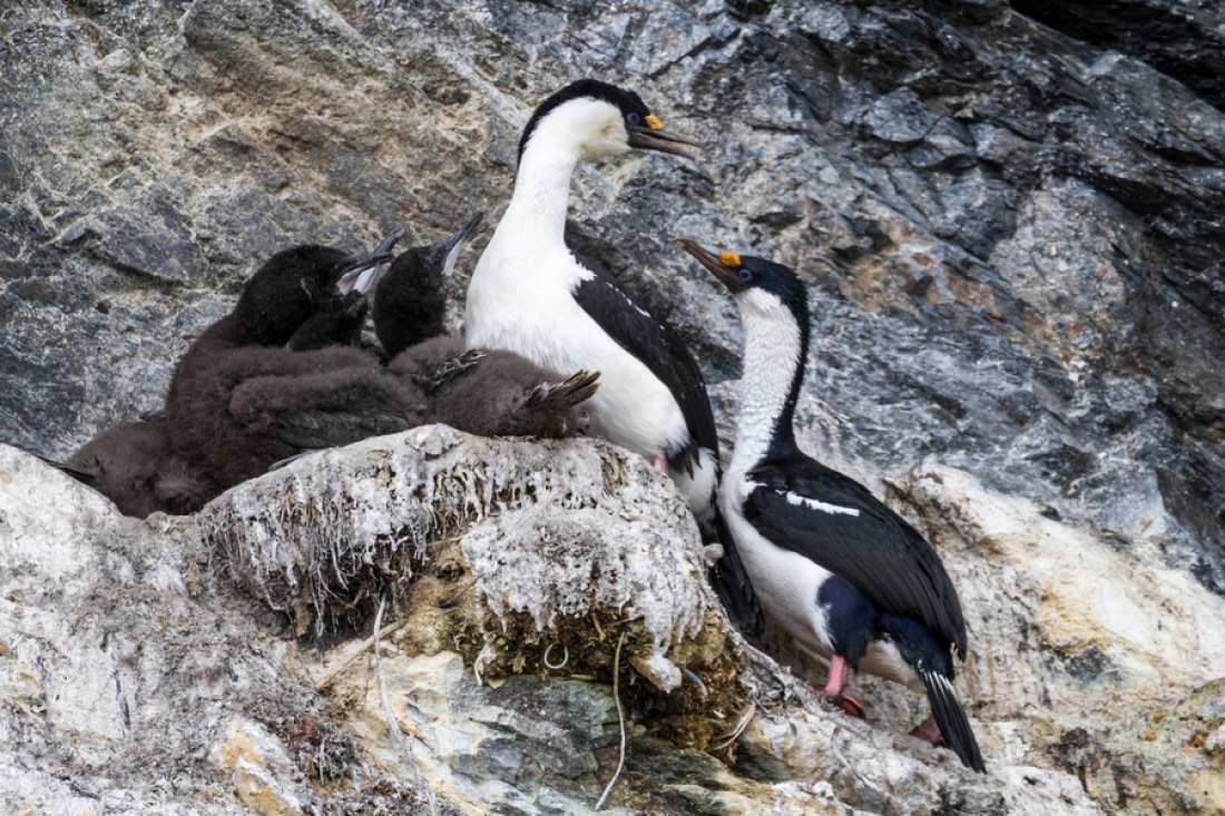 King Cormorants Facts, pictures & more about King Cormorants