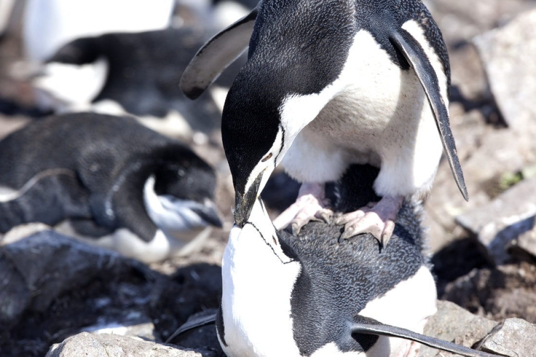 Chinstrap Penguin  Facts, pictures & more about Chinstrap Penguin