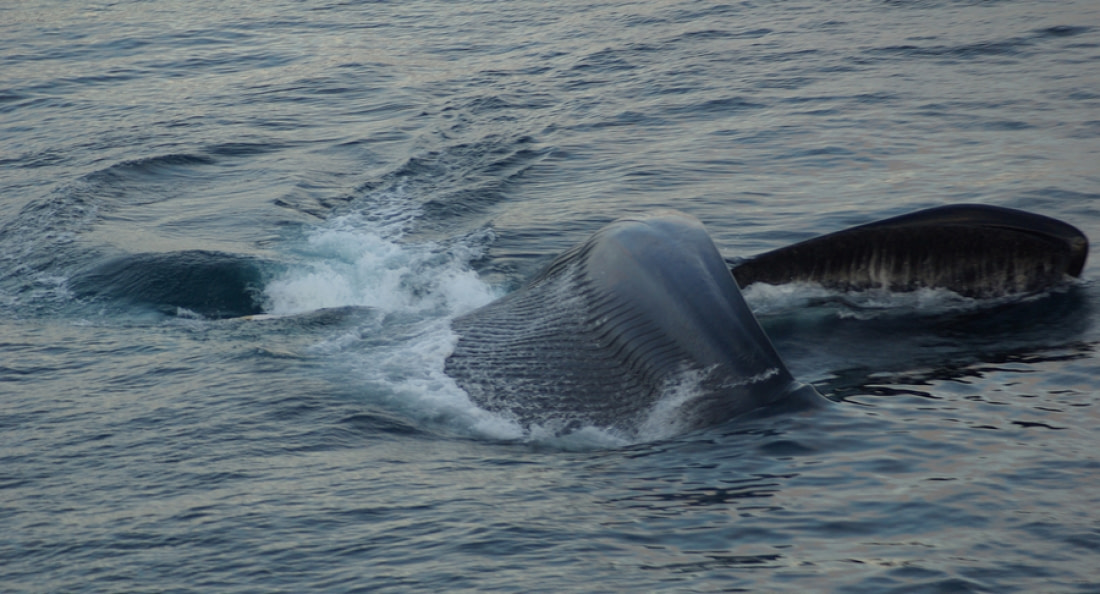 newborn blue whale