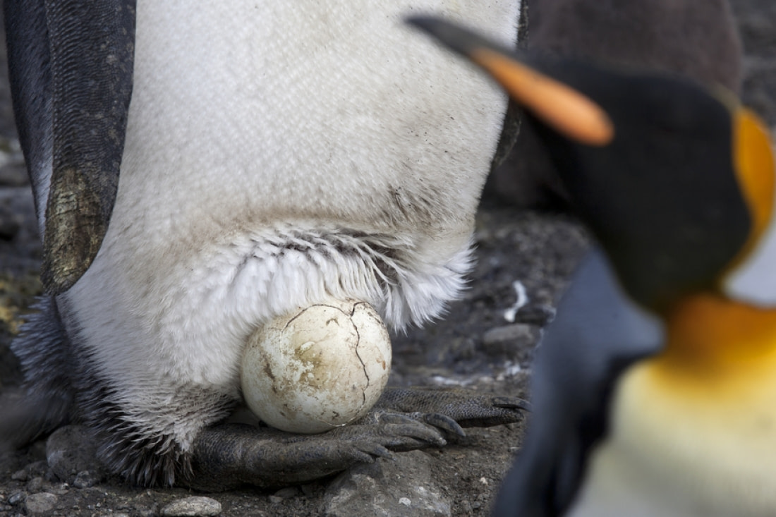 King Penguin | Facts, pictures & more about King Penguin