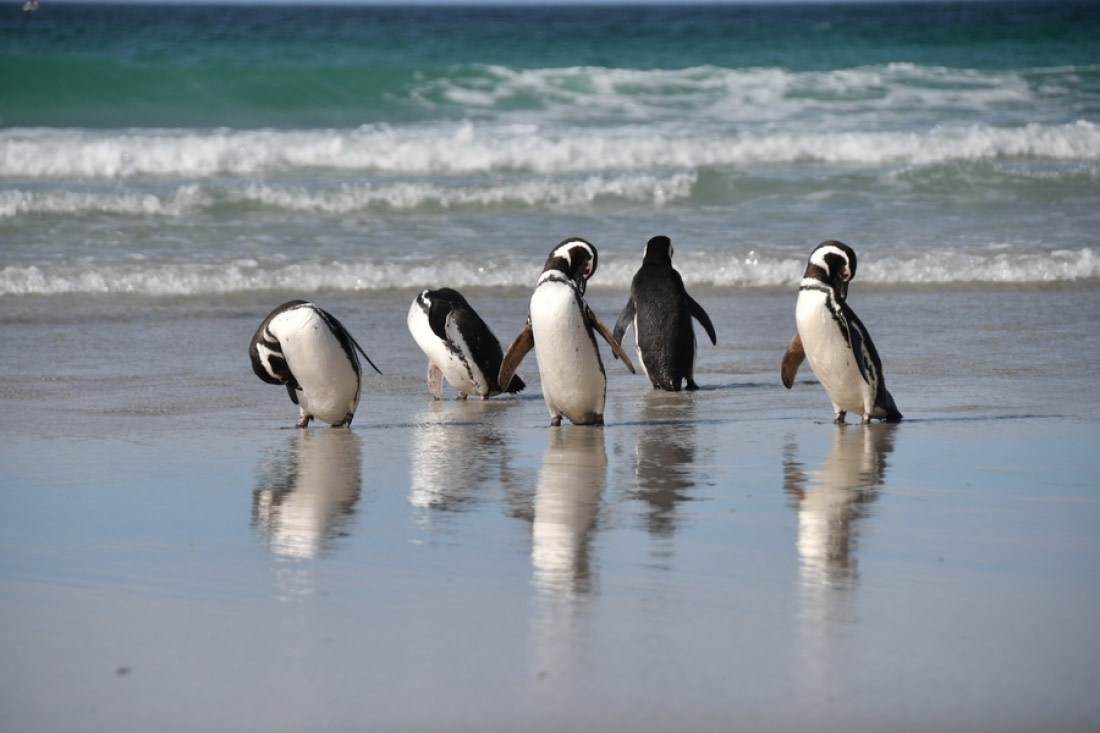 penguins prey and predators