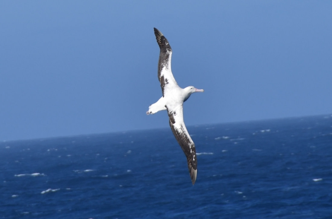 wandering albatross temperature