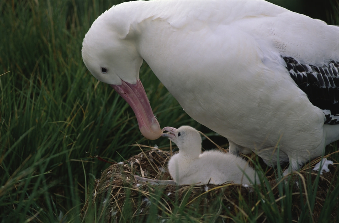 wandering albatross nesting behavior