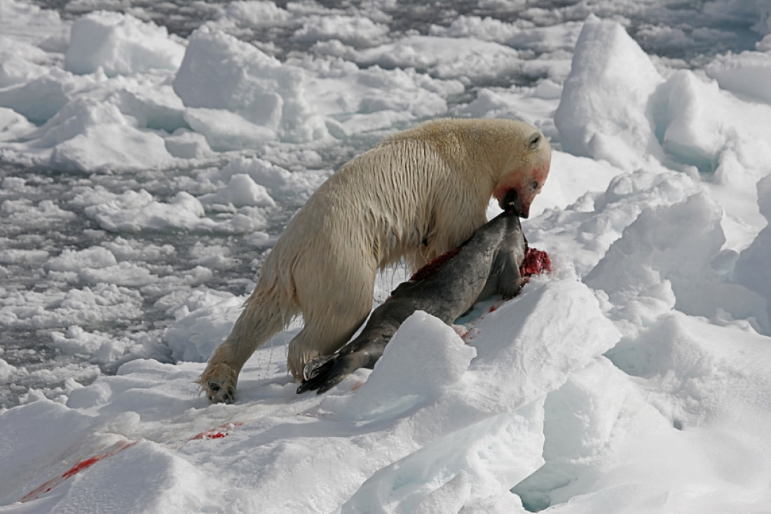 5. Seals make up the preferred polar bear diet. 