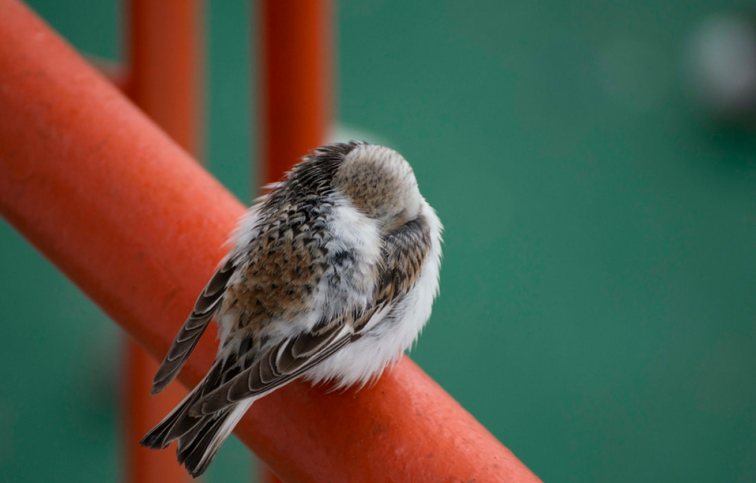 Arctic Bird Crossword