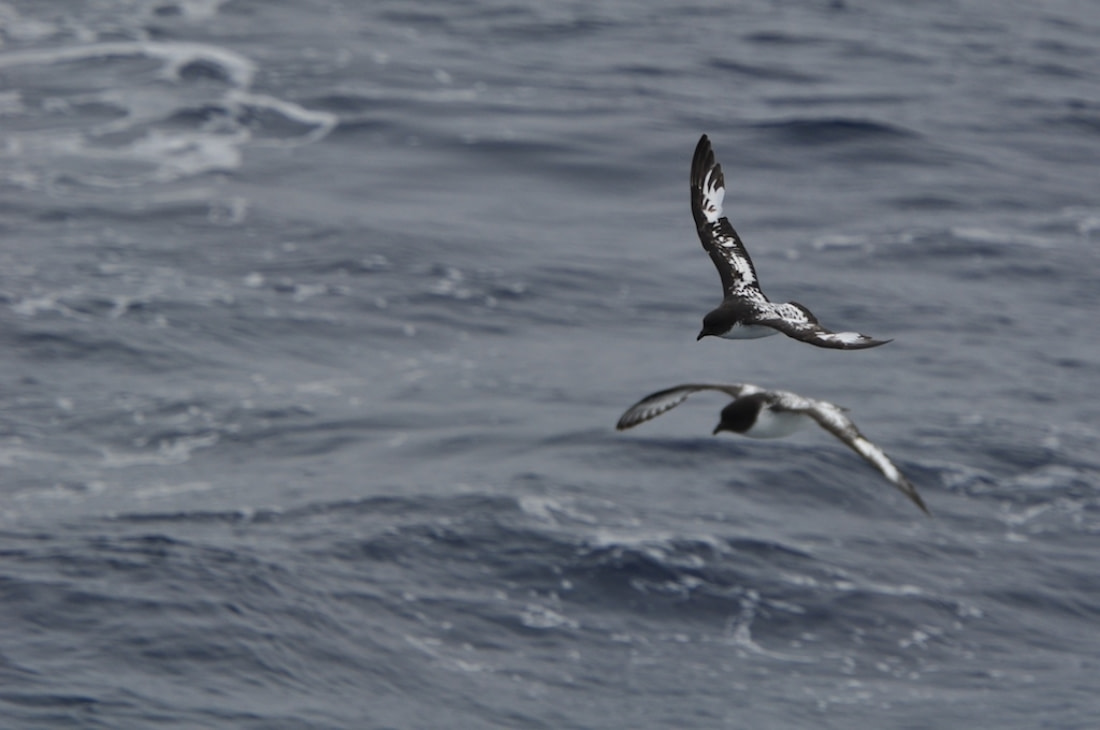 cape petrel yacht