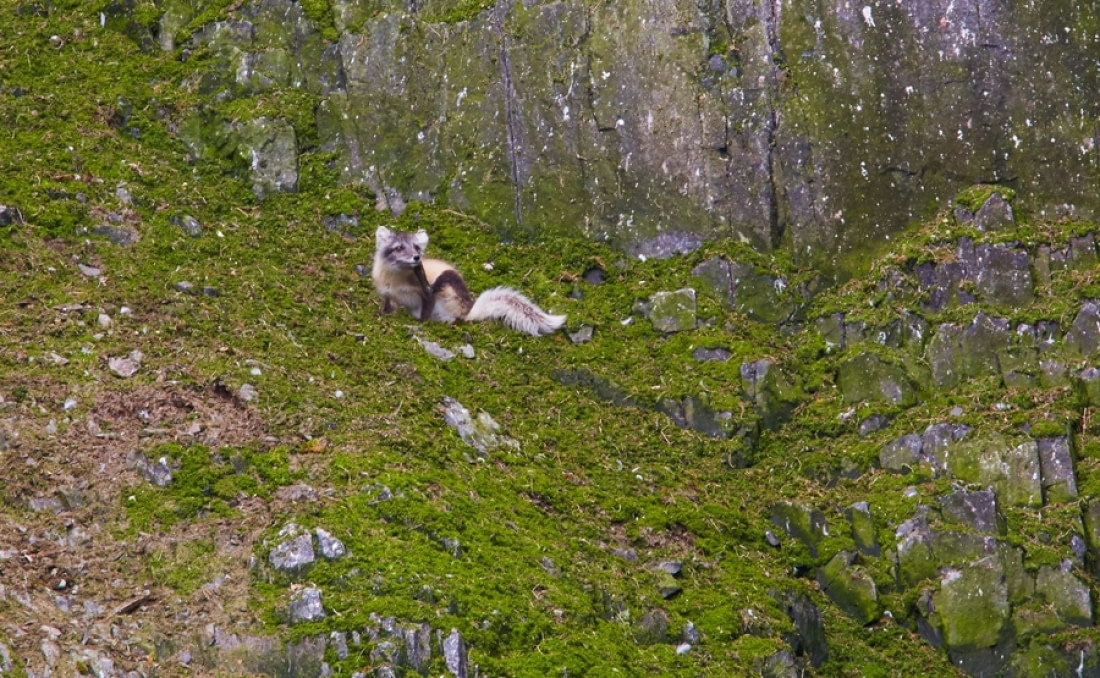 arctic fox eating plants