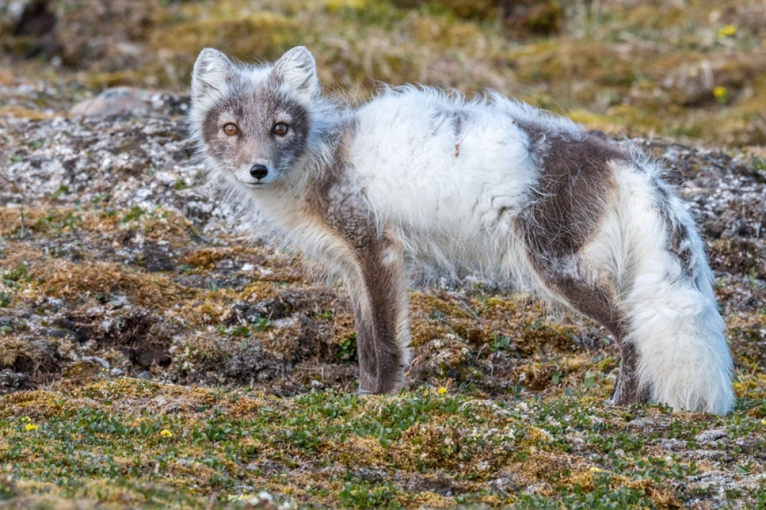 arctic fox summer coat vs winter coat