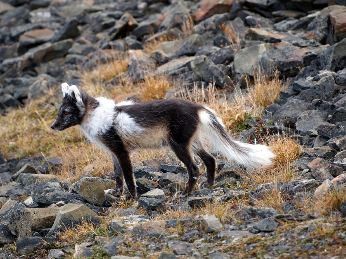 These Arctic Foxes on Fur Farms Are So Fat, They Can Barely Stand