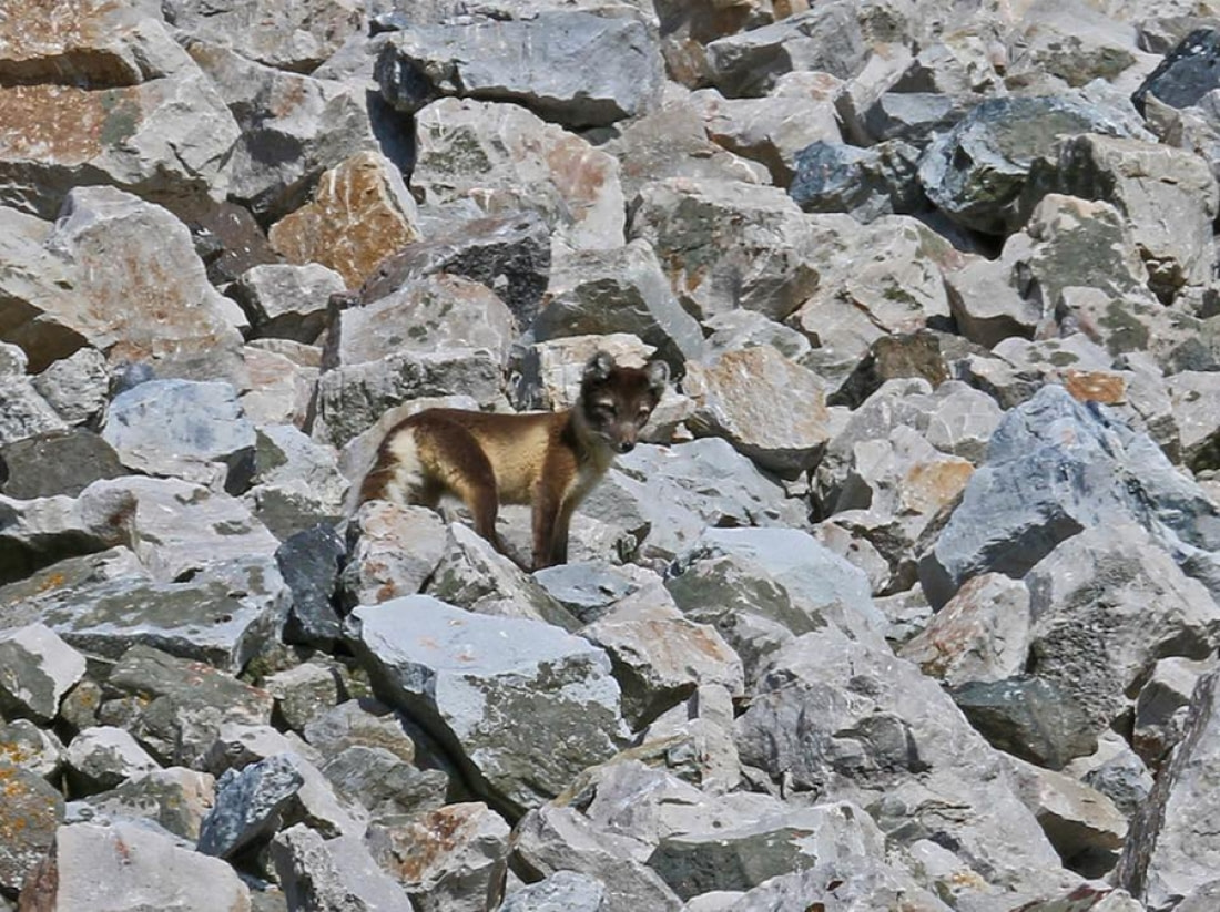 Arctic Foxes: Constant Gardeners of the Arctic