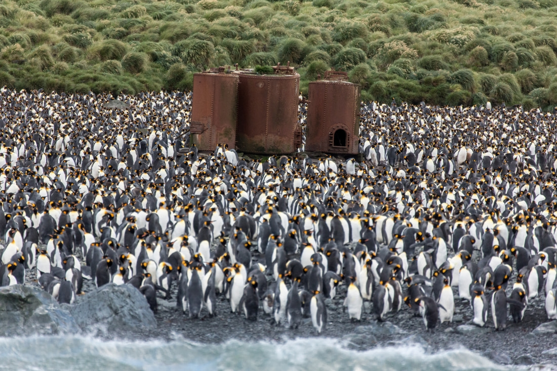 macquarie island trip