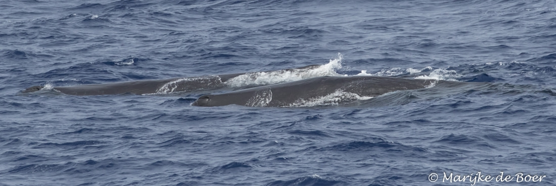 sperm whale travel