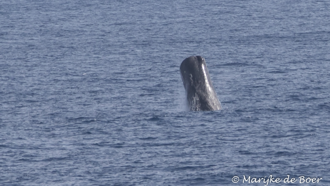 sperm whale travel