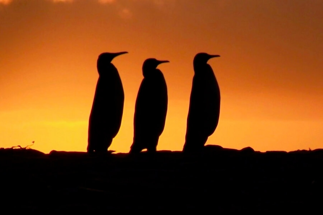Antarctica - The Trip of a Lifetime
