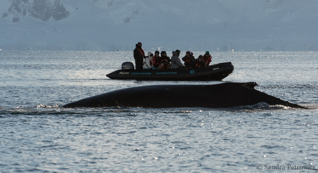 antarctica tourism activities