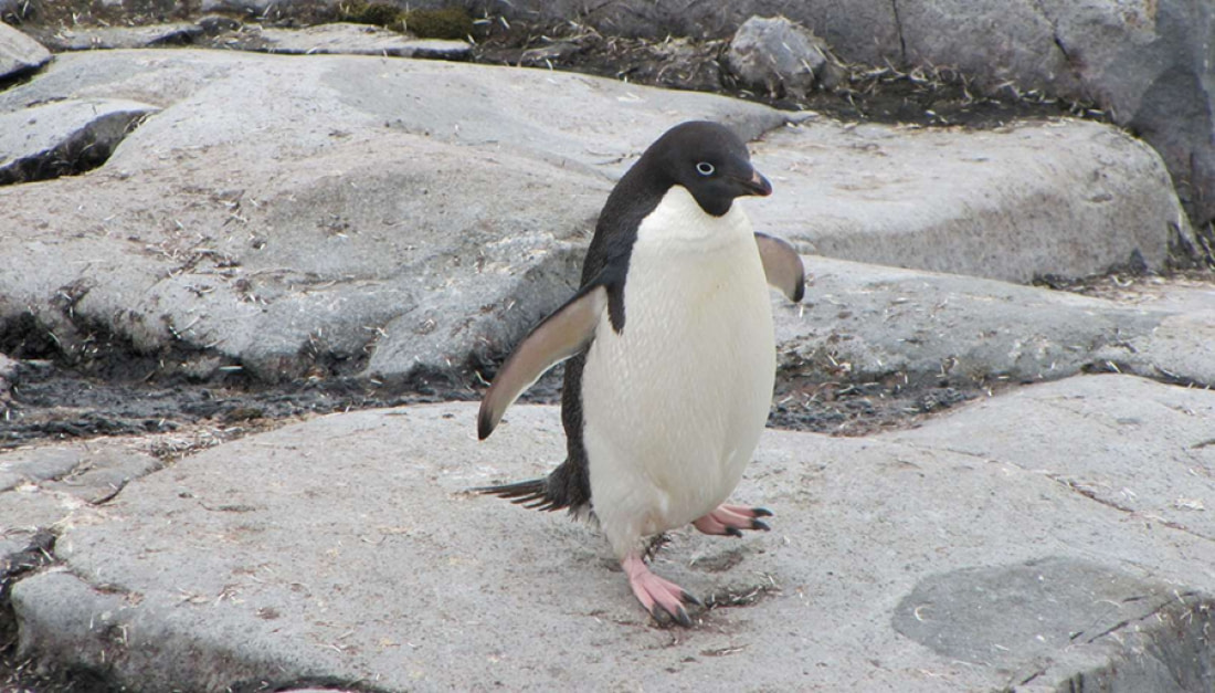 Adelie Penguin Facts Pictures And More About Adelie Penguin 