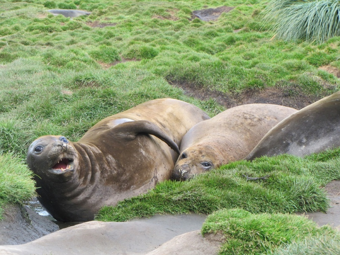 Southern Elephant Seal | Facts, pictures & more about southern elephant