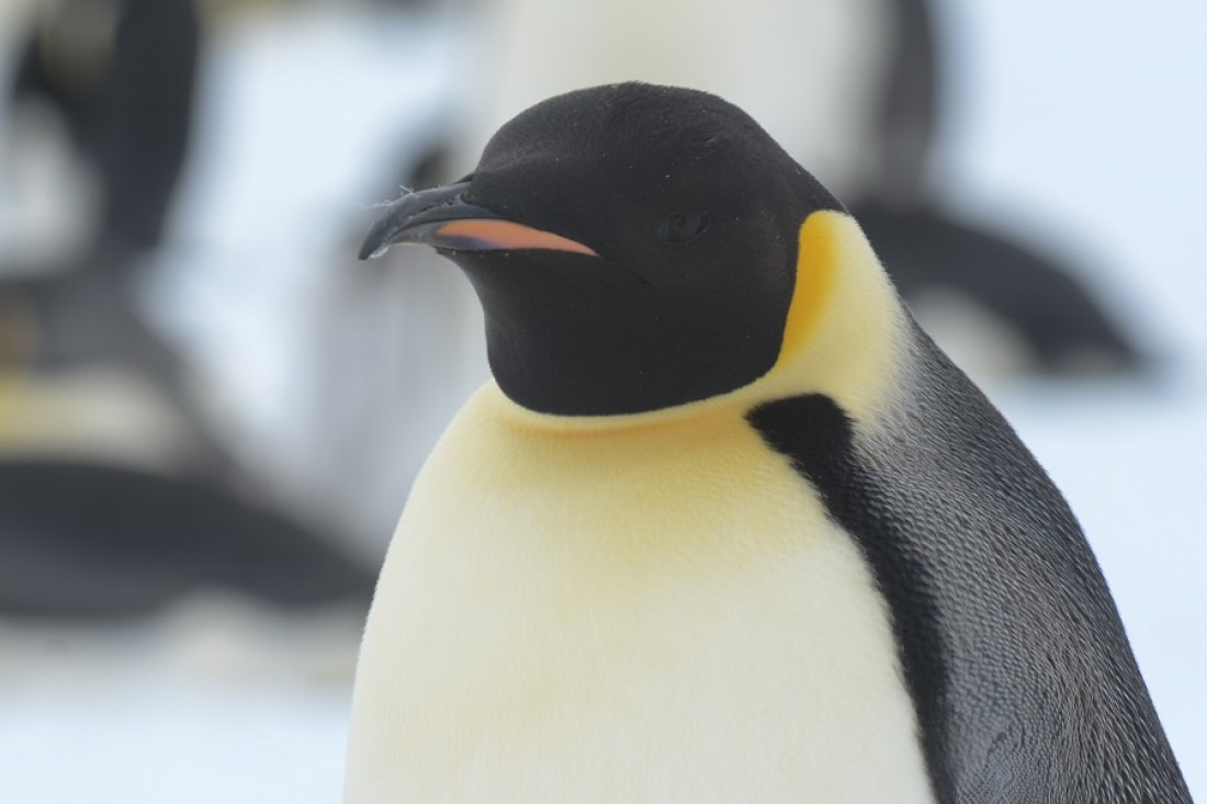 emperor penguin predators