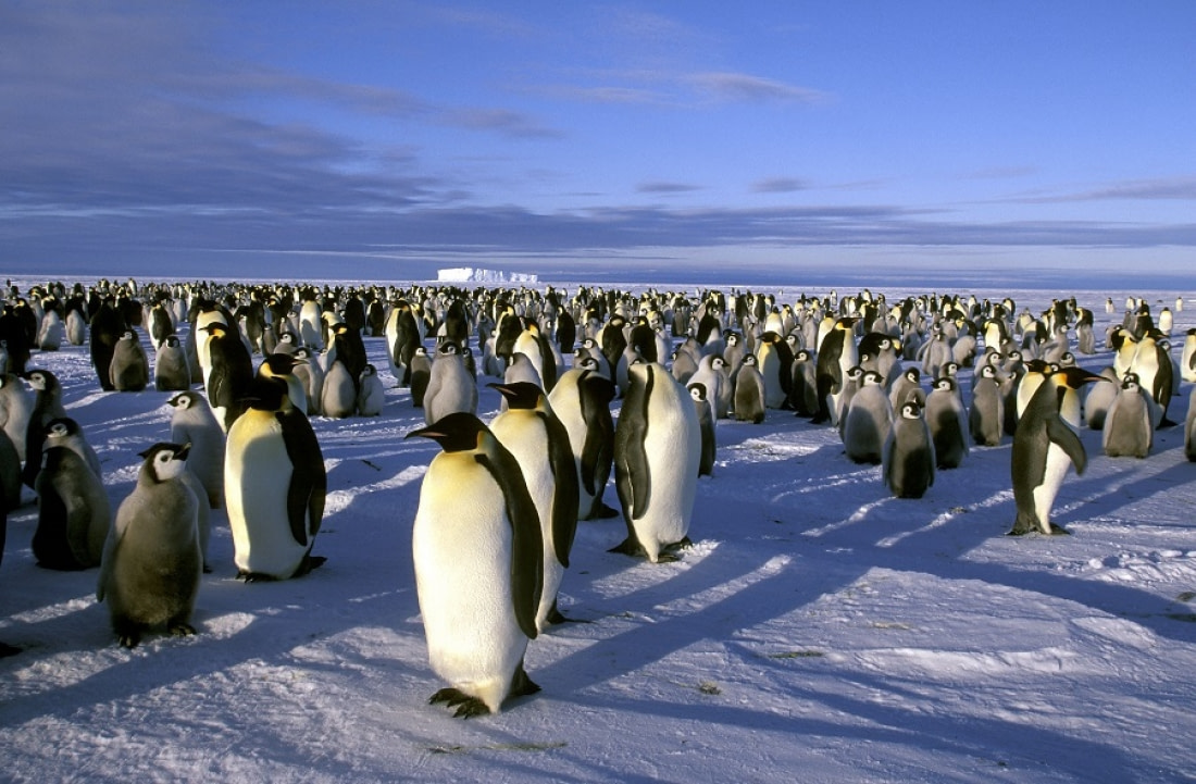 emperor penguin photo tours