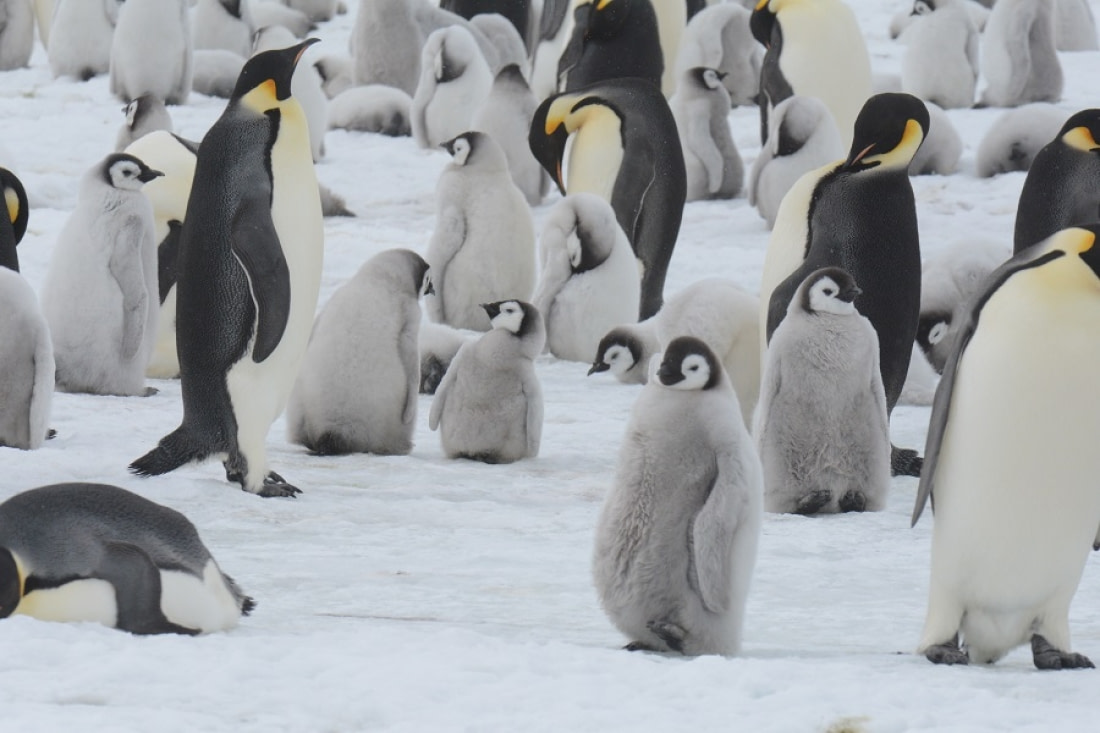 emperor penguin photo tours