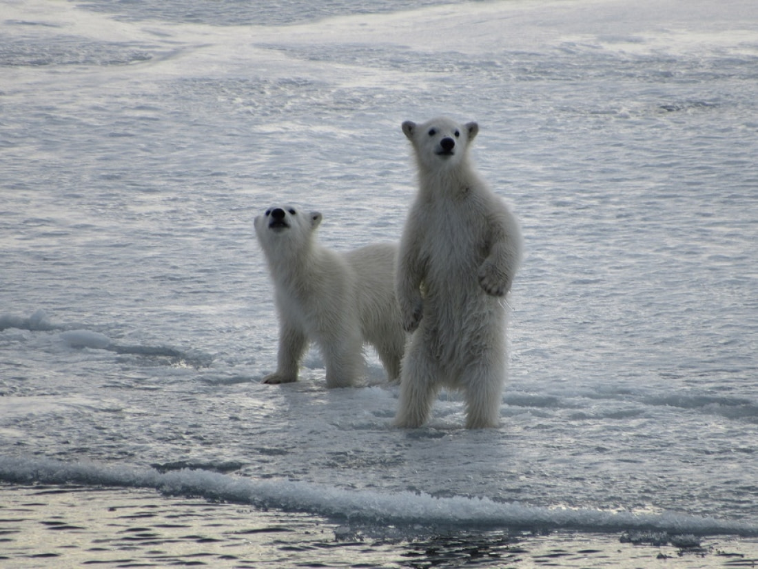 Estallar Patria Sequía Oso polar | Datos, fotos y más sobre Oso polar