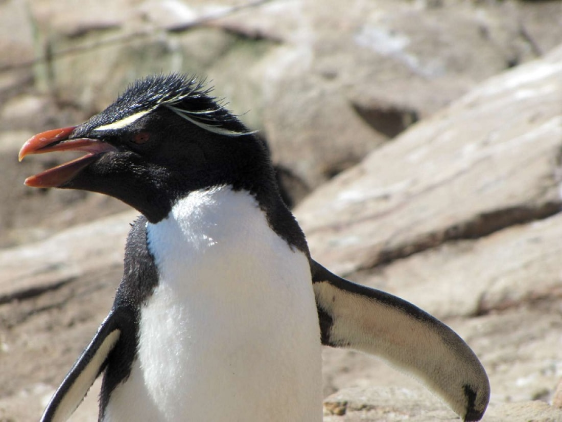 Rockhopper Penguin Facts Pictures