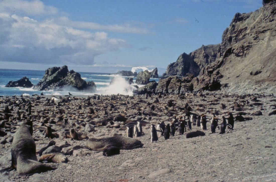 Bouvet Island Oceanwide Expeditions