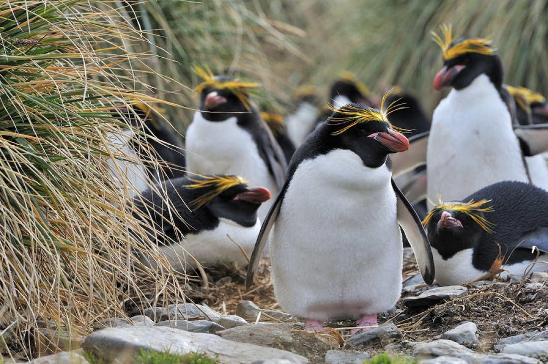 No place like home: scientists discover that male crested penguins